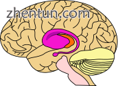 purple=caudate and putamen, orange=thalamus.png