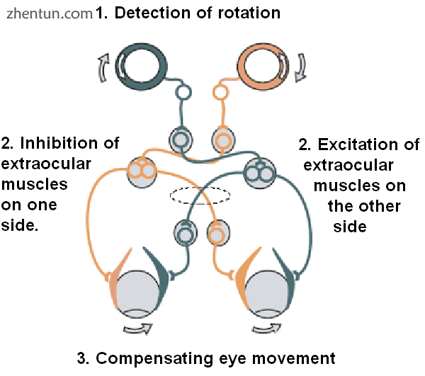 The vestibulo-ocular reflex. A rotation of the head is detec.PNG