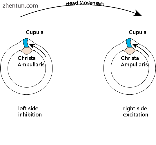 Push-pull system of the semicircular canals, for a horizontal head movement to t.png
