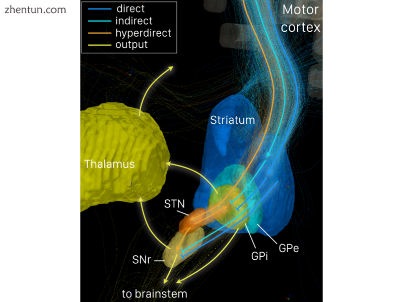 Connectivity of the basal ganglia as revealed.png