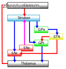 Connectivity diagram showing excitatory glutamatergic path.png
