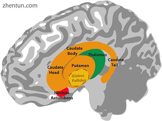 Basal ganglia.jpg