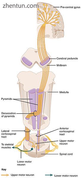 Corticospinal pathway.jpg