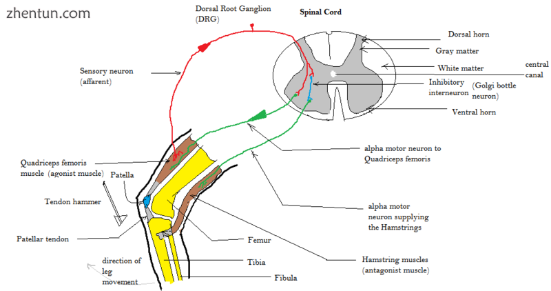 Schematic representation of patellar tendon reflex (knee jerk) pathway.png