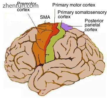 Topography of human motor cortex.jpg