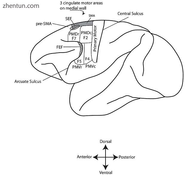 Some commonly accepted divisions of the cortical motor system of the monkey.jpg
