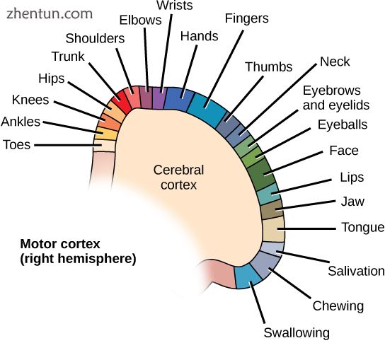 Motor cortex controls different muscle group.jpg