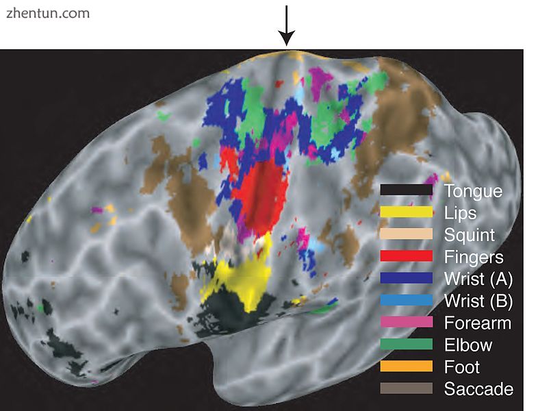 Map of the body in the human brain..jpg