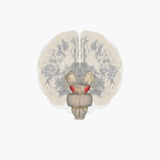 Substantia nigra highlighted in red..gif