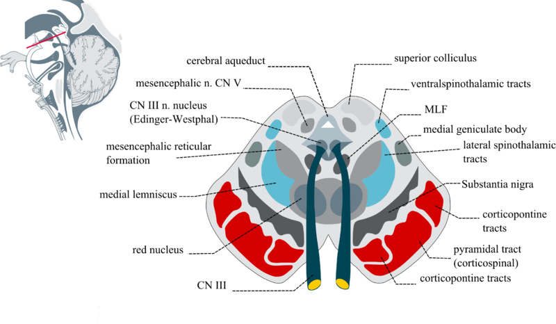 Section through superior colliculus showing Substantia nigra..png