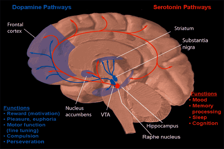 Dopamine and serotonin.png