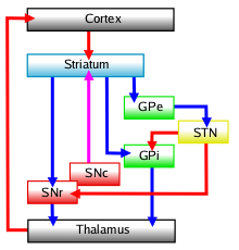 Diagram of the main components of the basal ganglia and their interconnections.png