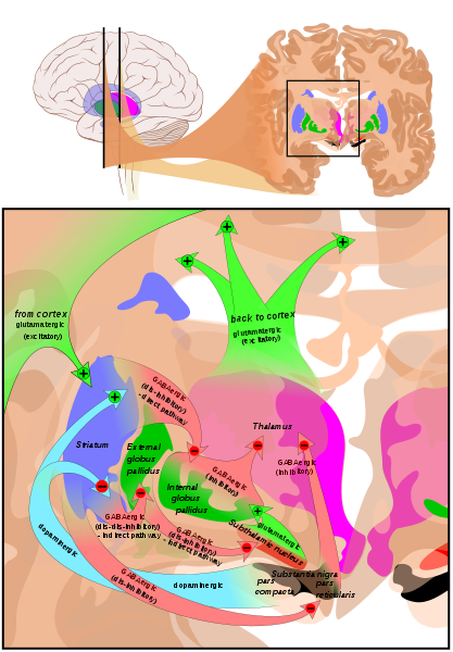Anatomical overview of the main circuits of the basal gangl.png