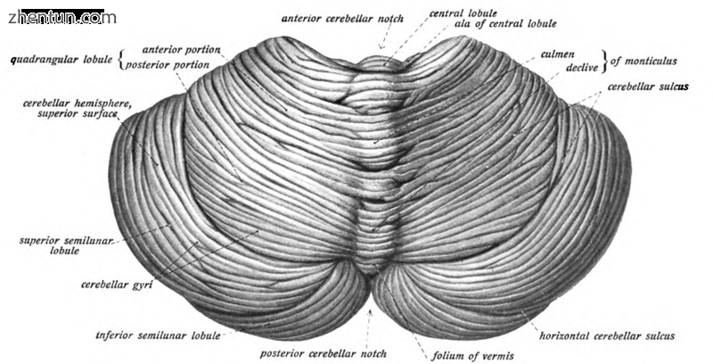 View of the cerebellum from above and behind.png