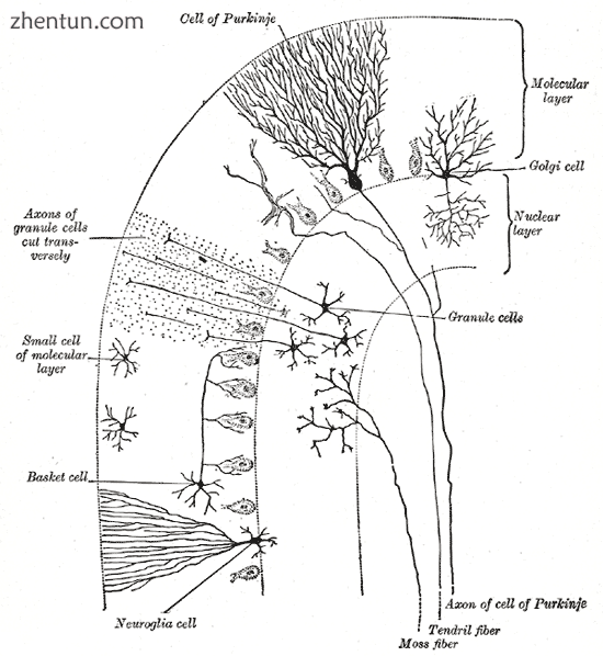 Transverse section of a cerebellar folium, showing principal cell types and conn.png