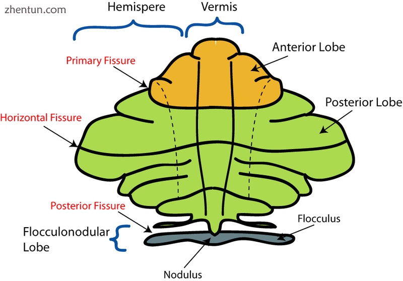 Schematic representation of the major anatomical subdivisions.png