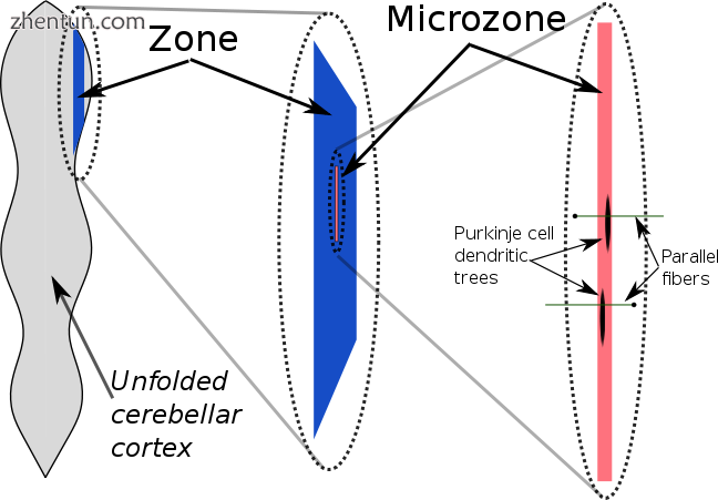 Schematic illustration of the structure of zones and microzones in the cerebella.png