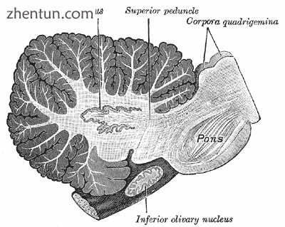 Sagittal cross-section of human cerebellum, showing the dentate nucleus, as well.png