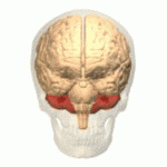 Location of the human cerebellum (in red).gif