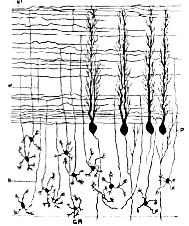 Granule cells (GR, bottom), parallel fibers (horizontal lines, top), and Purkinj.png