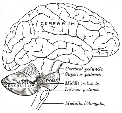 Drawing of the human brain, showing cerebellum and pons.png