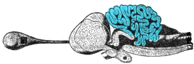 Cross-section of the brain of a porbeagle shark, with the cerebellum highlighted.png
