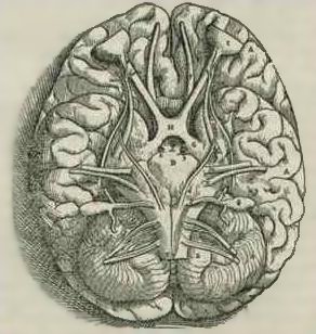 Base of the human brain, as drawn by Andreas Vesalius in 1543.jpg