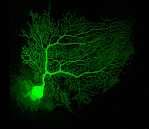 A mouse Purkinje cell injected with fluorescent dye.jpg