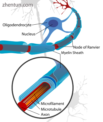 Neuron with oligodendrocyte and myelin sheath in the CNS.png