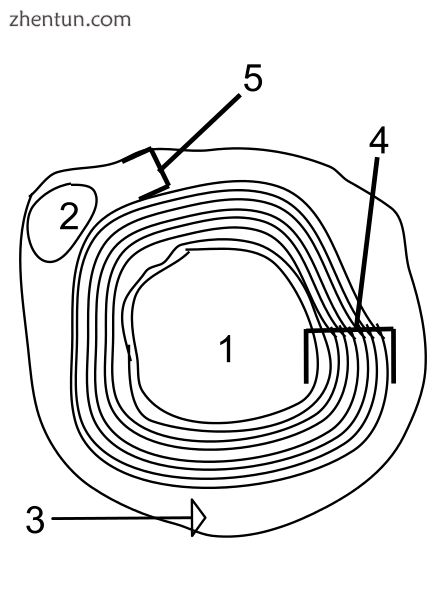 Diagram of a myelinated axon in cross-section.png