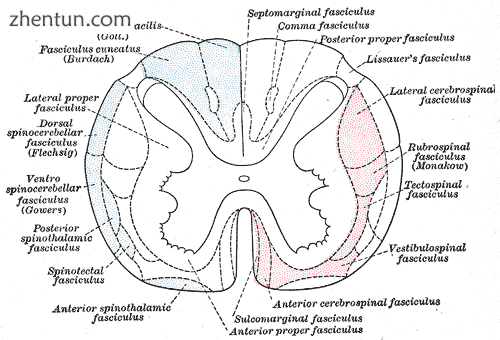 Diagram of the main tracts within the spinal cord - spinothalamic fasciculus is .png