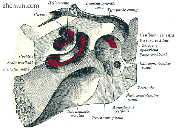 The cochlea and vestibule, viewed from above..png