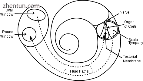 Structural diagram of the cochlea showing how fluid pushed in at the oval window.png