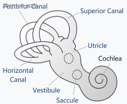 Parts of the inner ear, showing the cochlea.jpg