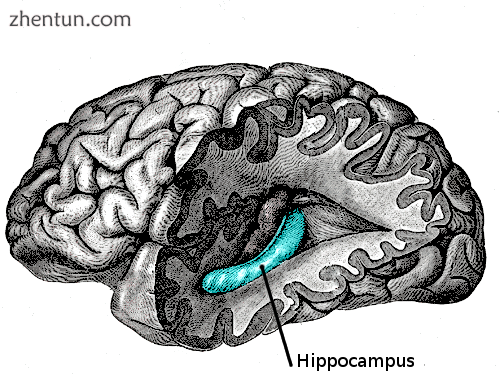 The hippocampus is located in the medial temporal lobe of the brain. I.png
