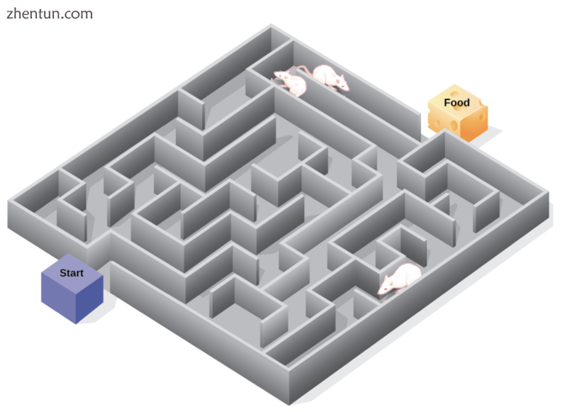 Rats and cognitive maps.png