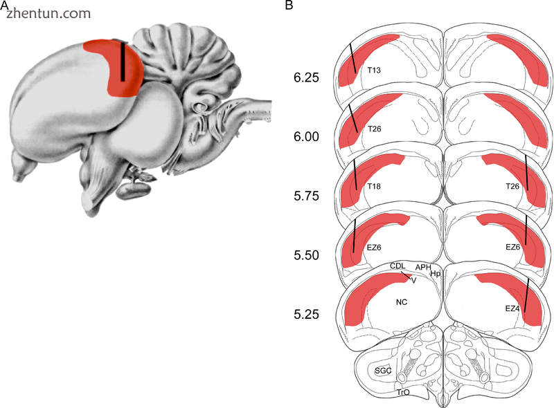 Pigeon hippocampus (HP).png