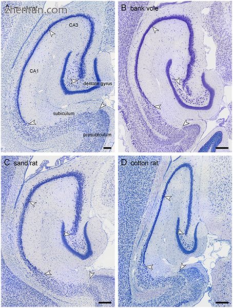 Morphology in four rodent species.jpg