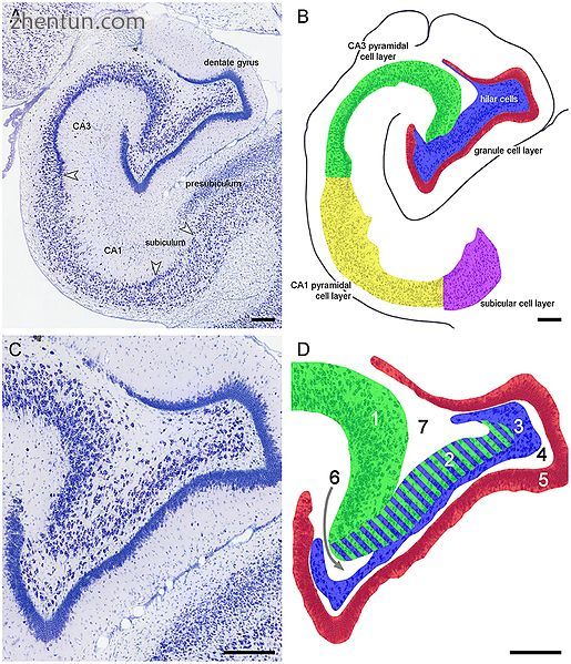 Main hippocampal regions in marmoset.jpg