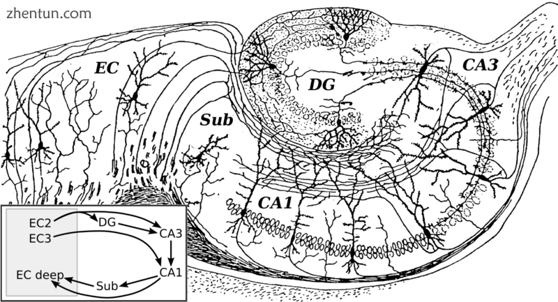 Image 4 Basic circuit of the hippocampus, as draw.png