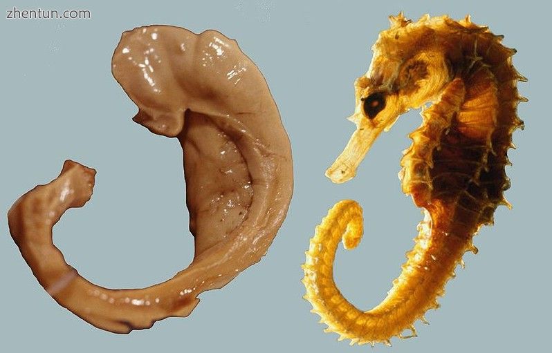 Image 1 The human hippocampus and fornix (left) compared with a seahorse (right).[5].JPG