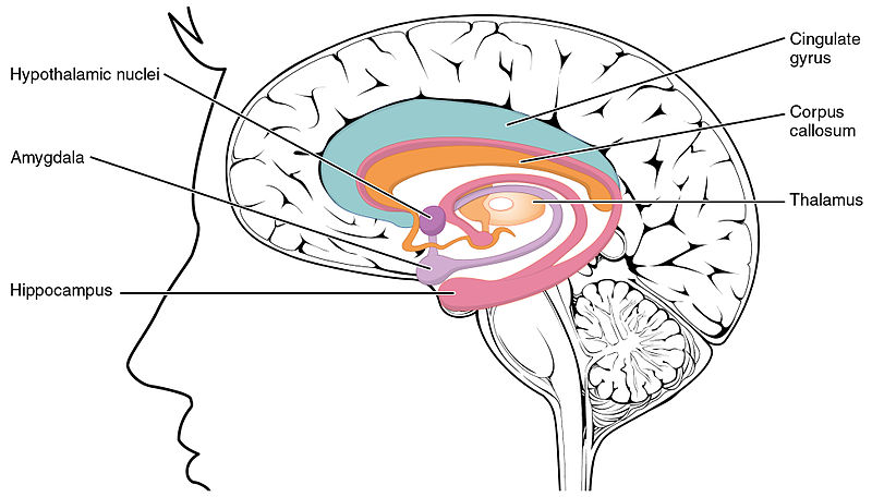 Hippocampus (lowest pink bulb).jpg