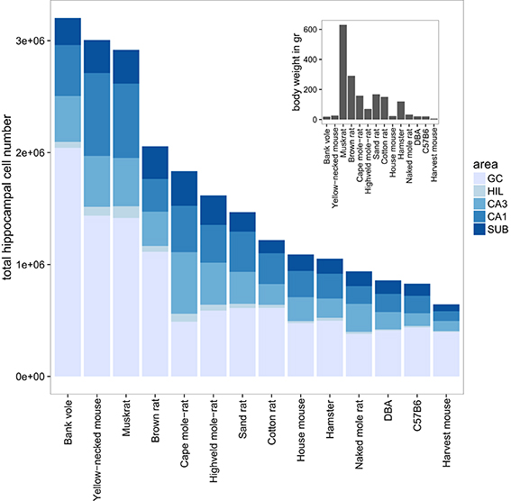 Cell number to body weight ratios in rodent species.jpg