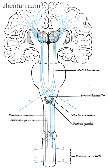 The sensory tract. (Medial lemniscus labeled at top right.).png