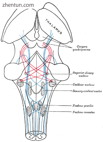Scheme showing the course of the fibers of the lemniscus; medial lemniscus in bl.png