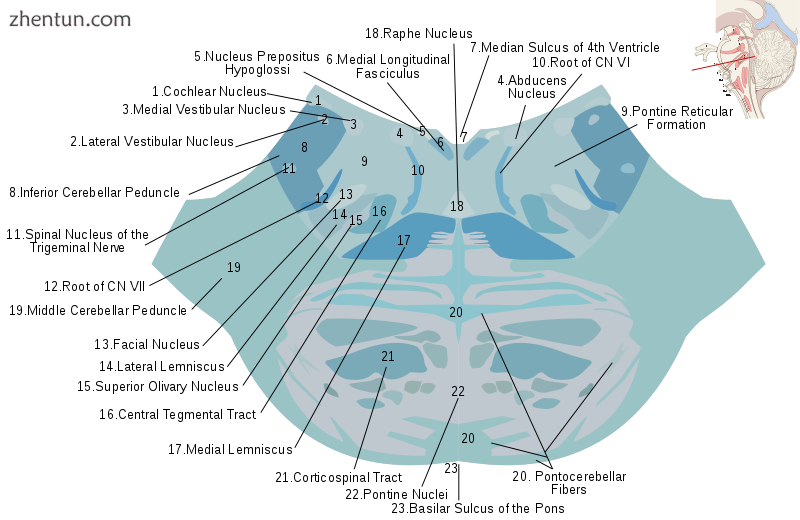 Horizontal section through the lower part of the pons. The medial lemniscus is l.png