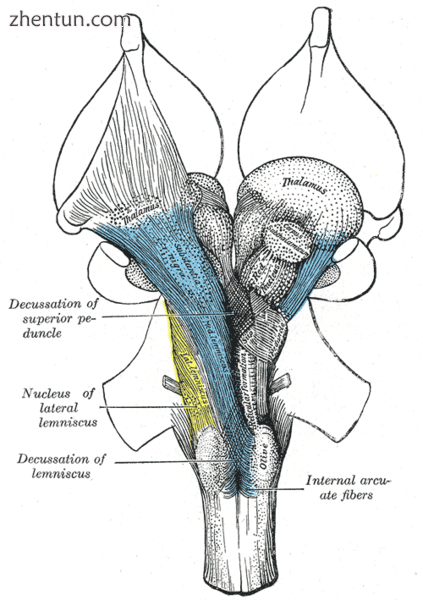 Deep dissection of brain-stem. Ventral view..png