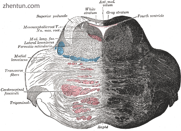 Coronal section of the pons, at its upper part..png