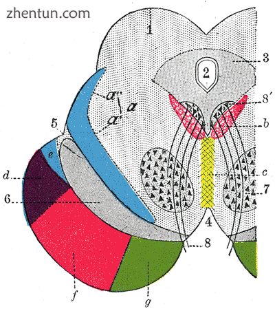 Coronal section through mid-brain.png