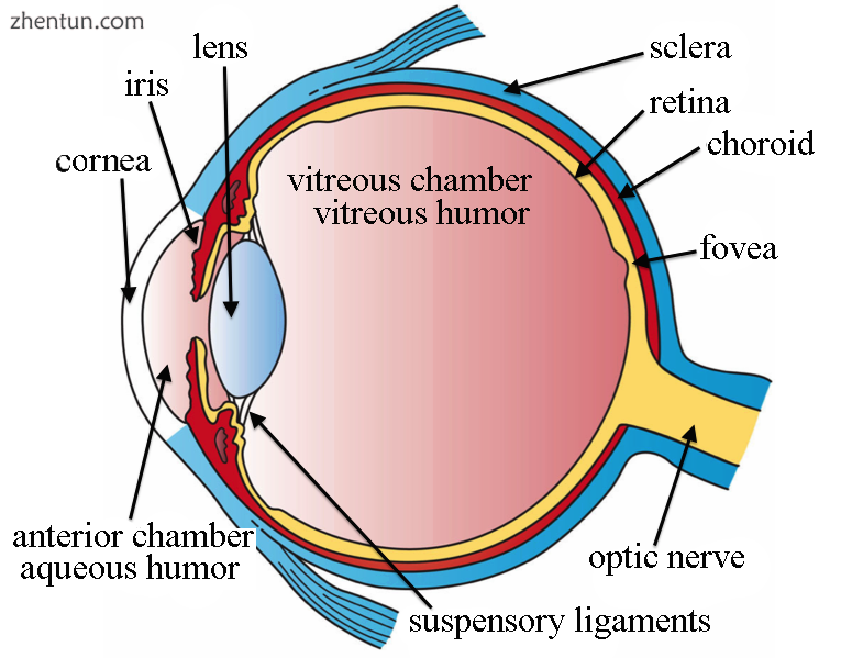 The structures of the eye labeled.png